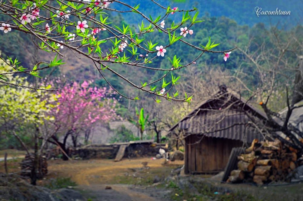 Hà Nội - Xuân Mộc Châu - Hoa Mận trắng 